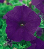 Петуния Сурфиния Джиант Блю